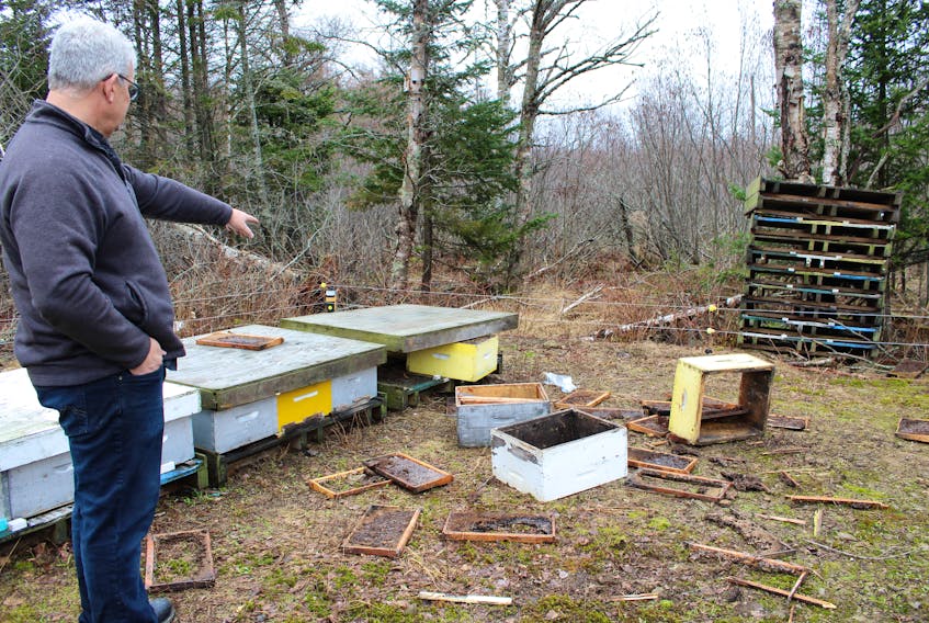 Tom Trueman, owner of Trueman Blueberry Farms, shows the most recent destruction the bears caused in his bee yard overnight Tuesday.