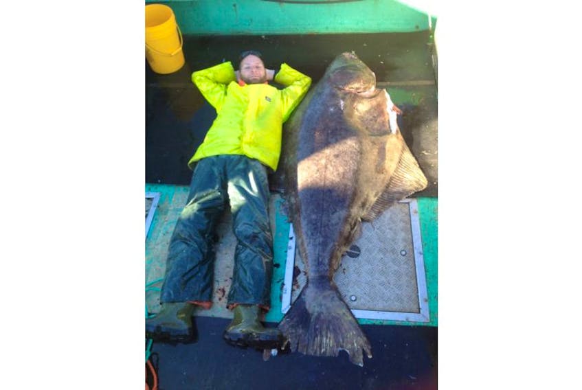<p>Beau Gillis, 5’10”, of Freeport, stretches out beside the 6’11”, 219-pound halibut he caught in Saint Mary’s Bay on Thursday, May 22.</p>