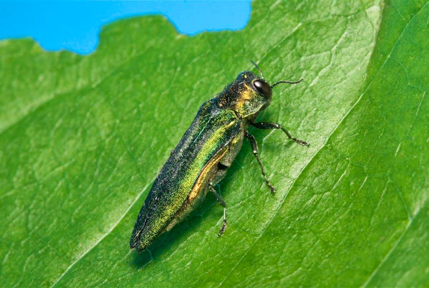 The emerald ash borer has wiped out over 30 million ash trees in Michigan. - Contributed