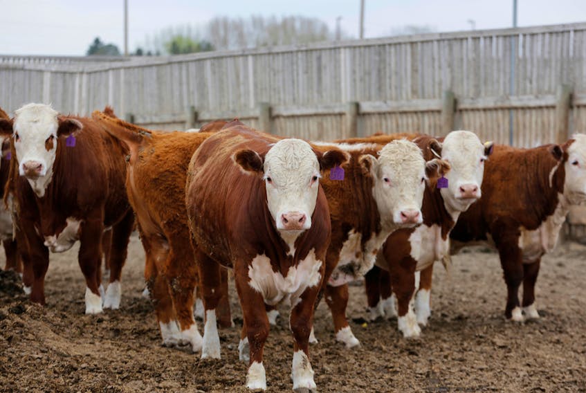 Beef cattle at the Kasko Cattle feedlot, affected by a supply chain blockage caused by coronavirus outbreaks at meat-packing plants, in Coaldale, Alberta, May 6, 2020. 