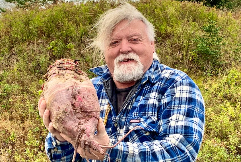Ray Wheadon of Broad Cove in Conception Bay North is getting plenty of attention for the 18.4-pound beet he recently dug up from his backyard garden in Broad Cove. – ROSIE MULLALEY/The Telegram