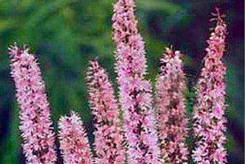 Cimcifuga Pink Spike, perennial of the Bugbane family.