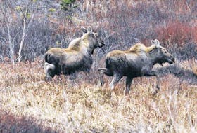 Big game hunting season opens in Newfoundland and Labrador this weekend. Telegram file photo