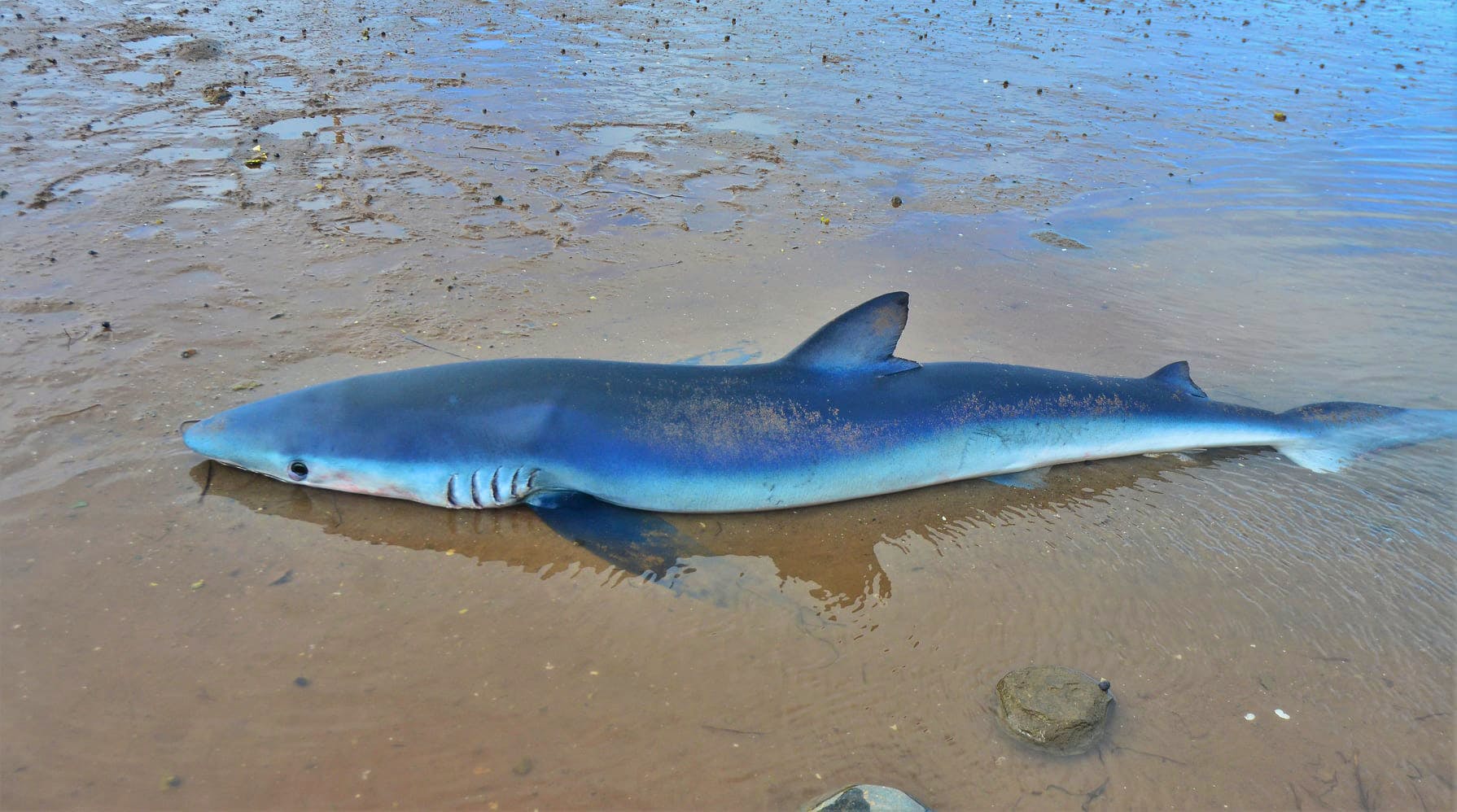 8 Hour Deep Sea - Blue Shark Charters