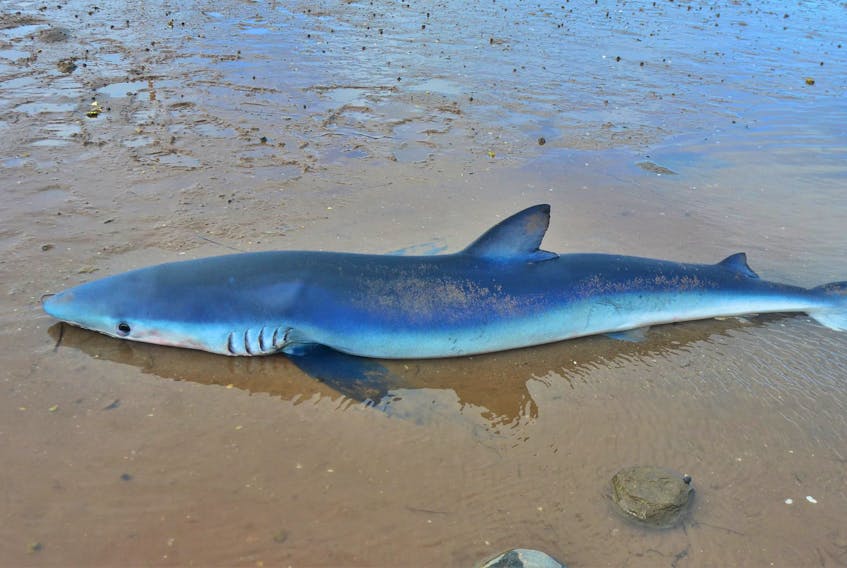 This blue shark was discovered on the beach at Big Island and photographed by Robert Lange. It was already dead when he discovered it. 
