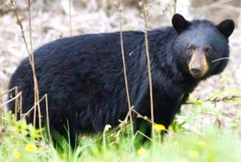 ['A black bear roams the forest near Timmins, Ont., on May 27, 2012.']