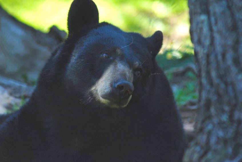 <p>The two black bears at the Shubenacadie Provincial Wildlife Park have been put down due to deteriorating health issues affecting their mobility. The sisters had been rescued as orphaned cubs and called the park home for roughly 23 years.</p>