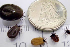 Black-legged ticks are shown at different stages of feeding. Black-legged ticks, also known as deer ticks, carry the bacteria that causes Lyme disease. FILE PHOTO