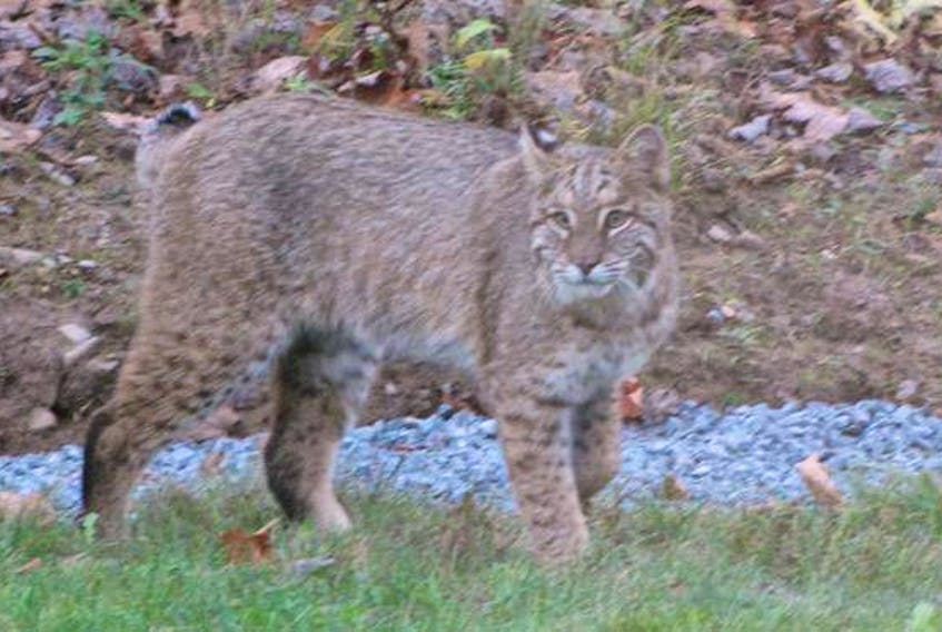 Angela Conrad photographed this bobcat in her backyard on Wednesday evening in Beaver Bank. 
(ANGELA CONRAD)