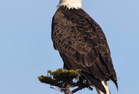 A bald eagle rests in a low tree in all its majestic glory in the early morning light. – Bruce Mactavish photo