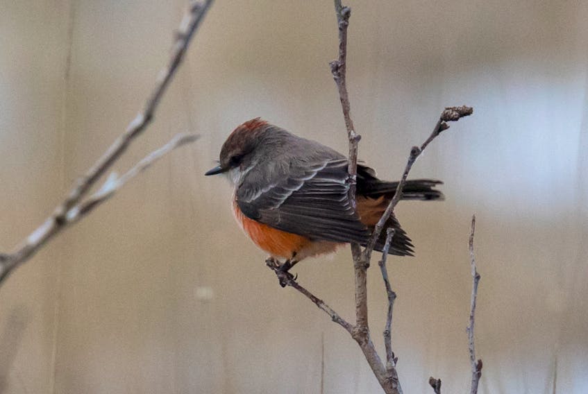 The extremely rare vermilion flycatcher surveys the ground below looking for insects at Stephenville. — Bruce Mactavish photo