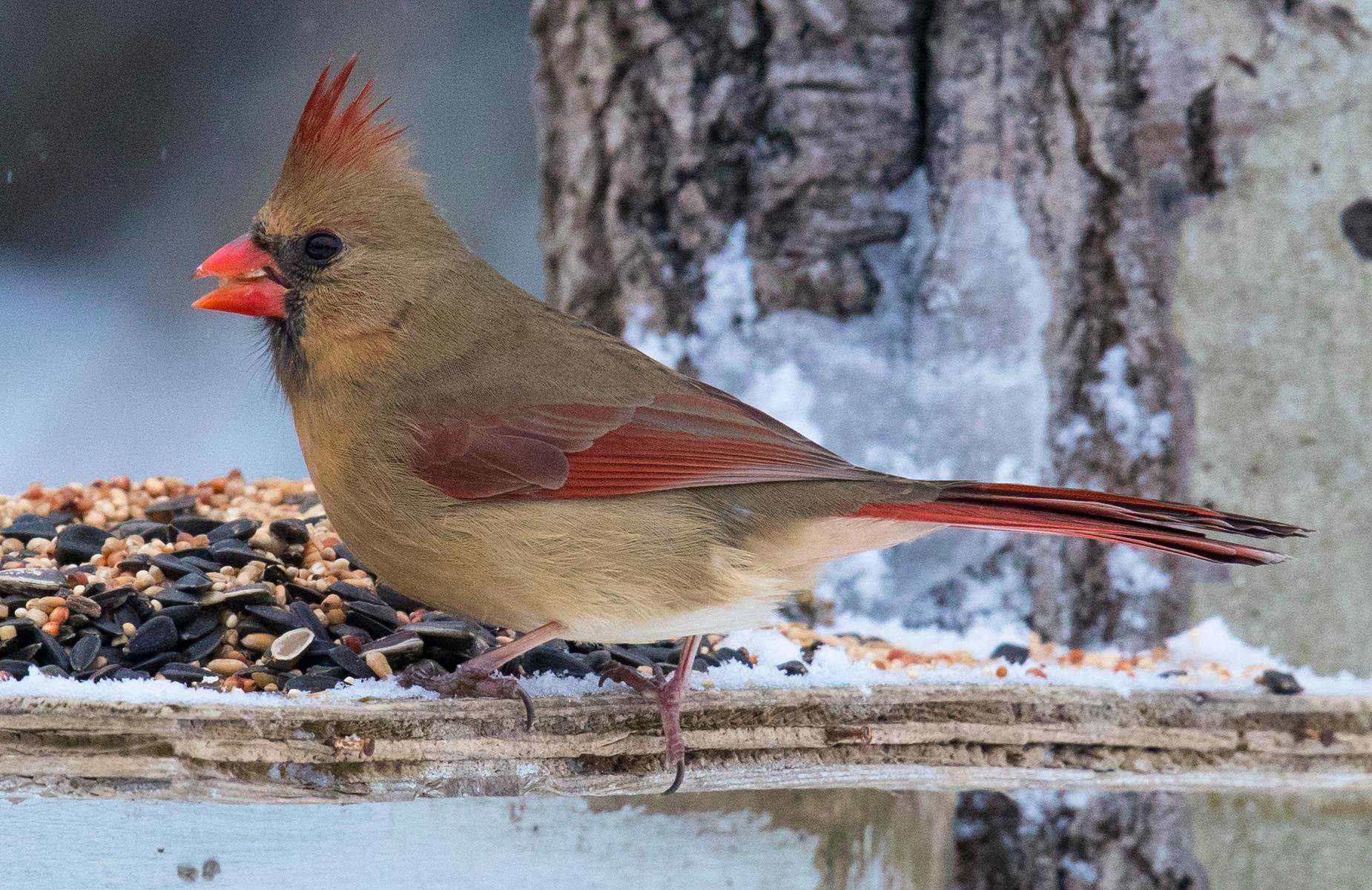 Are Cardinals Redder in Winter?  All About Birds All About Birds