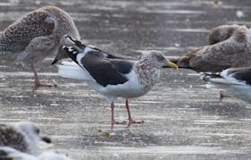 The exotic slaty-backed gull is completely unaware of its celebrity status as it goes about doing regular gull things on Quidi Vidi Lake in St. John’s. 