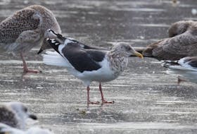 The exotic slaty-backed gull is completely unaware of its celebrity status as it goes about doing regular gull things on Quidi Vidi Lake in St. John’s. 