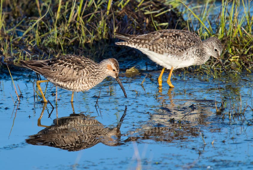The distinguished stilt sandpiper with the chestnut coloured check patch feeds next to a more common place yellowlegs in pool of water in a farm field in Goulds. — Bruce Mactavish photo
