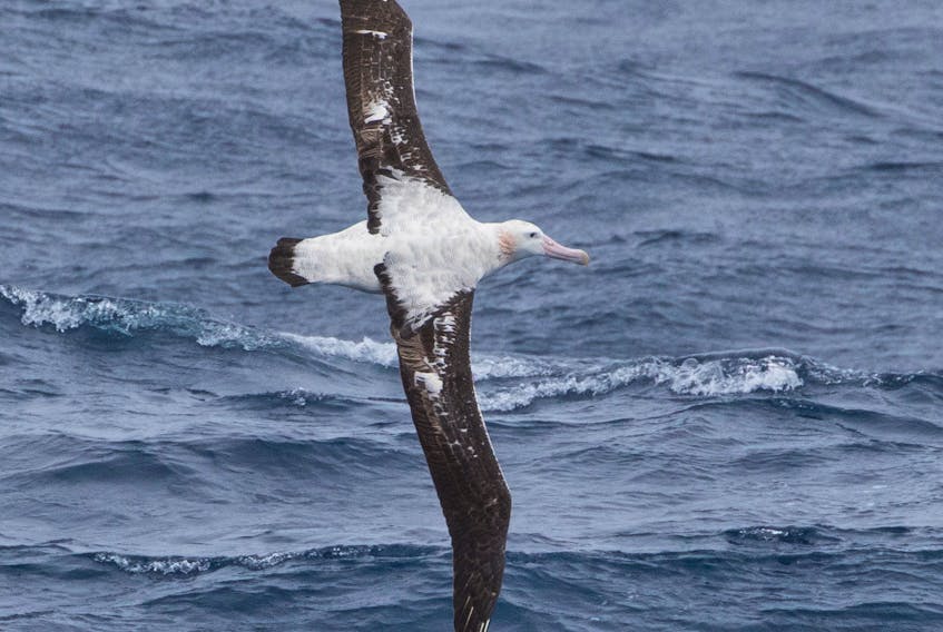 On great wings the wandering albatross sails effortlessly around the Southern Ocean. — Bruce Mactavish photo

