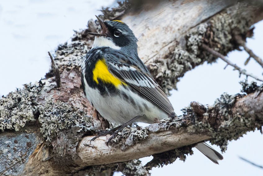 A yellow-rumped warbler singing bravely through the cool weather knowing warmer times are ahead. — Bruce Mactavish photo