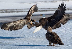 Two great eagles clash over the rights to have breakfast first while a third eagle watches on the ice at Quidi Vidi Lake in St. John’s. 