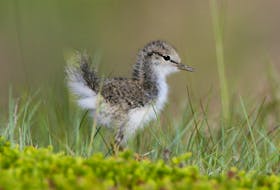 No more than a puff ball with legs, a just-hatched spotted sandpiper is able to run about in the grass and look for food on the same day that it is hatched. — Bruce Mactavish photo