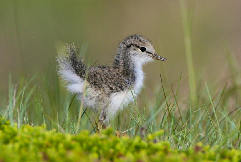 No more than a puff ball with legs, a just-hatched spotted sandpiper is able to run about in the grass and look for food on the same day that it is hatched. — Bruce Mactavish photo