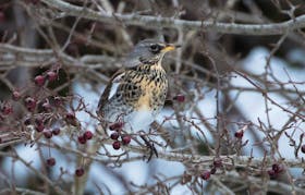 This elegant and exotic fieldfare from Europe caused a local sensation during its two-day visit to Bowring Park in St. John’s. 