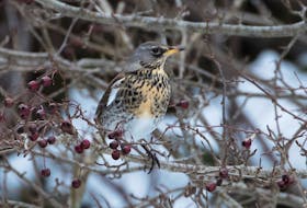 This elegant and exotic fieldfare from Europe caused a local sensation during its two-day visit to Bowring Park in St. John’s. 