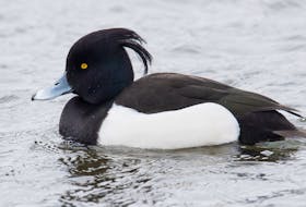 The spunky little tufted duck shows no outward sign of it underlying struggle to get through the winter at Quidi Vidi Lake. — Bruce Mactavish photo