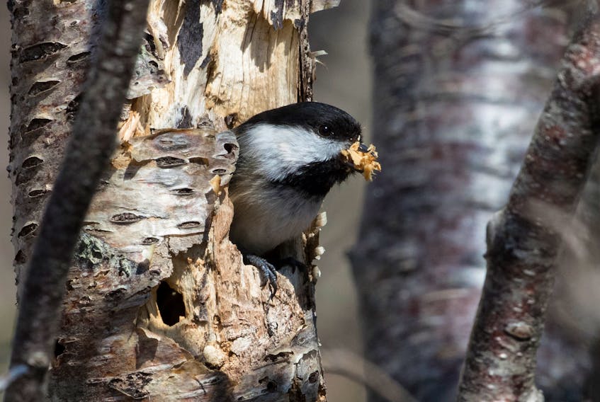 This black-capped chickadee was caught in the act of excavating a nest hole.  Thousands of other birds will be building nests during the month of May. — Bruce Mactavish photo