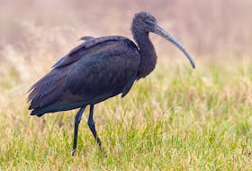 With a curved bill unmatched by other birds in Newfoundland and Labrador, the exotic glossy ibis is making an appearance on the Avalon Peninsula. BRUCE MACTAVISH PHOTO