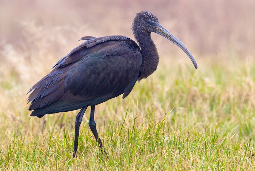 With a curved bill unmatched by other birds in Newfoundland and Labrador, the exotic glossy ibis is making an appearance on the Avalon Peninsula. BRUCE MACTAVISH PHOTO