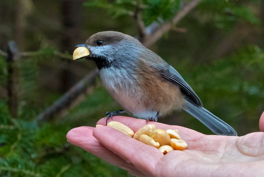 The experience of hand feeding a boreal chickadee momentarily takes you back into another world. I go to bed every night hoping when I wake up this COVID-19 thing will be gone. It ain’t working. All the best to everyone. — Bruce Mactavish Photo