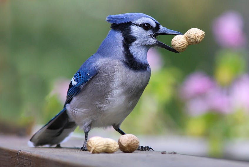 Peanuts are pure gold to the backyard blue jay. — Bruce Mactavish photo