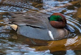 The beautiful green-winged teal provides high entertainment value for those visiting Kelly’s Brook in St John’s.