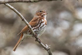 The fox sparrows sings out signs of spring happiness through all kinds of April weather. — Bruce Mactavish photo