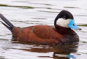 This outrageous looking duck is receiving a lot of attention at the west end of Quidi Vidi Lake, St. John’s. BRUCE MACTAVISH/SPECIAL TO THE TELEGRAM 
