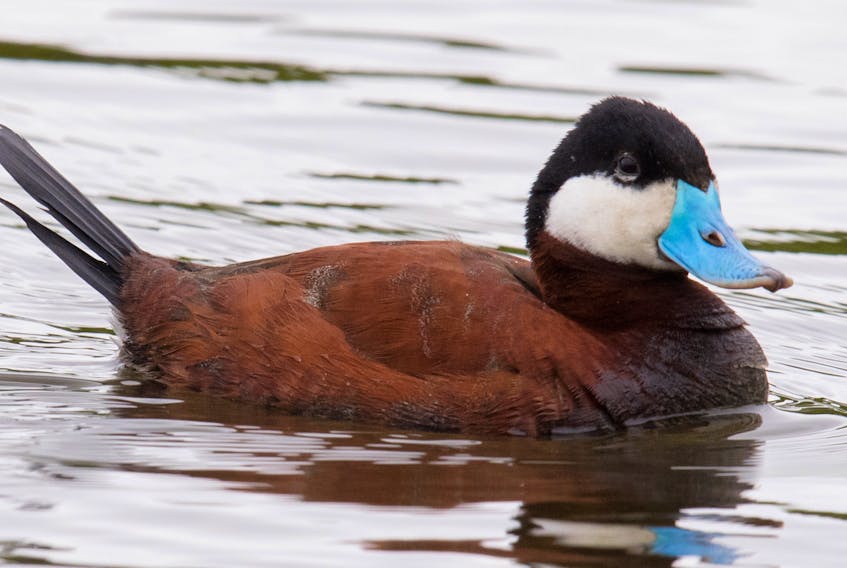 This outrageous looking duck is receiving a lot of attention at the west end of Quidi Vidi Lake, St. John’s. BRUCE MACTAVISH/SPECIAL TO THE TELEGRAM 