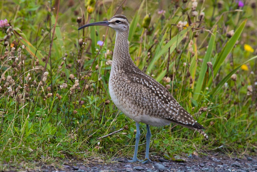 A whimbrel pauses to look back at the photographer before walking into the grass to look for berries and insects.— Bruce Mactavish photo