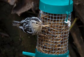 A black-and-white warbler beats the odds of surviving deep into a St. John’s winter by accepting dried mealworms from a bird feeder.