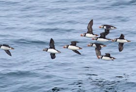 Caption: A flock of Atlantic puffins streams by Cape Spear on the way to a source of capelin somewhere to the north.