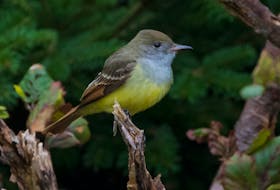 This was one of three great crested flycatchers making a rare appearance in Capphayden as part of spectacular fall out of wind drifted vagrant birds arriving on the Avalon Peninsula. — Bruce Mactavish photo