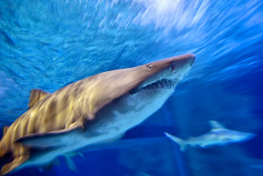 A bull shark swims at an aquarium in December 2016. LOIC VENANCELOIC VENANCE/