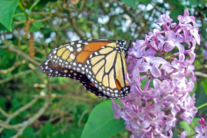 A monarch butterfly feeds on a lilac tree.