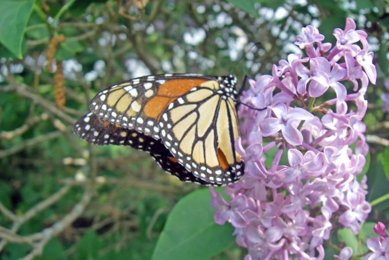 A monarch butterfly feeds on a lilac tree. - Pat  Kerr