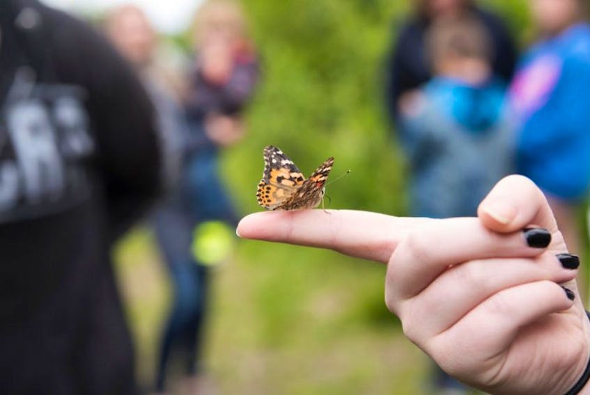 The Dream Fund is holding its annual Wings for an Angel Butterfly Release across the province on Saturday.