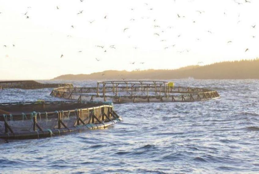 Some of the salmon cages in St. Mary’s Bay belonging to Cooke’s Aquaculture. FILE PHOTO