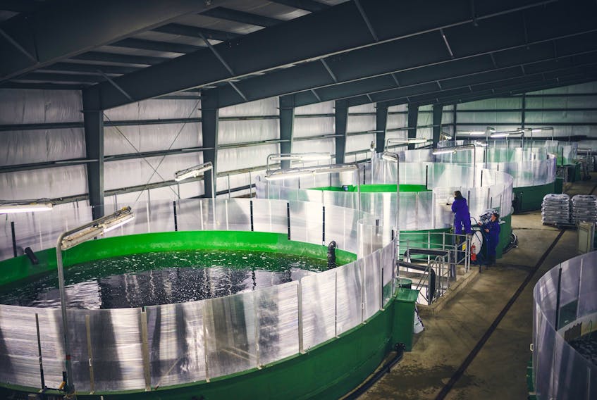 The business of aquaculture is important to rural economies in Canada, providing employment in facilities like this land-based salmon hatchery at St. Alban’s, on the south coast of Newfoundland. In addition to salmon and other finfish, shellfish aquaculture produces mussel, oysters and scallops and provides jobs in Atlantic Canada. The industry is currently regulated by the Fisheries Act but DFO has started the process towards creation of a stand-alone Aquaculture Act.