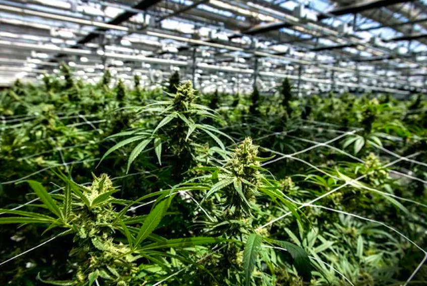 CannTrust marijuana plants at the Pelham Niagara Greenhouse Facility. Health Canada seized 5,200 kilograms of cannabis planted in five unlicensed rooms here. 