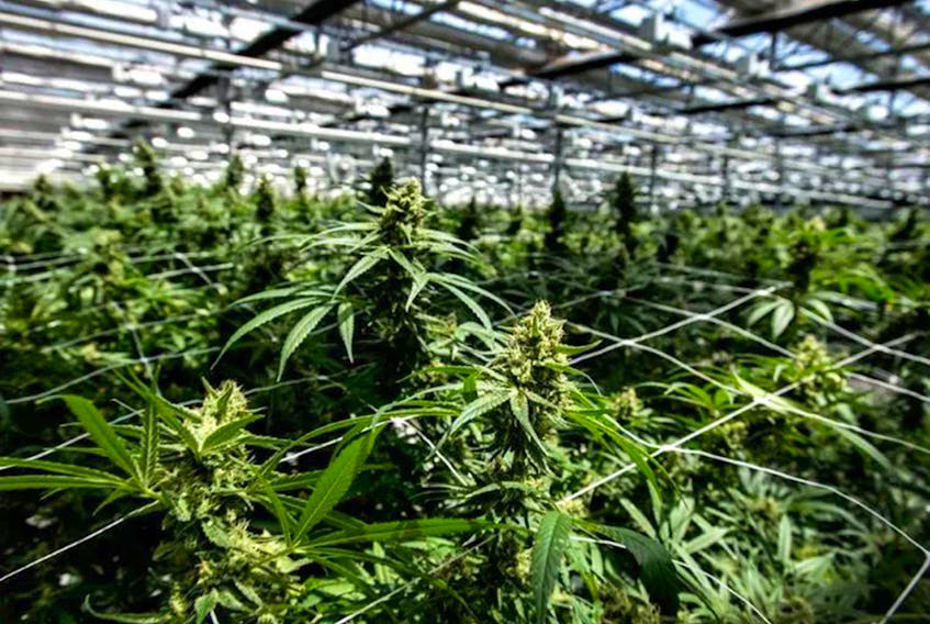 CannTrust marijuana plants at the Pelham Niagara Greenhouse Facility.