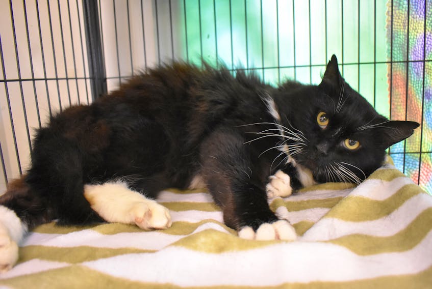 Bandit reclines inside his cage at Nova Scotia SPCA’s Cape Breton shelter. The three-year-old male was adopted last week after spening weeks isolated at the SPCA because he has feline immunodeficiency virus. Chris Connors/Cape Breton Post