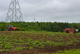 Men work one of the fields at Rendell's Farm in Mill Creek on July 11. Strawberry crops are good this year, thanks to optimal growing conditions and weather. However, there's still a need for pickers for berries and other crops. NICOLE SULLIVAN/CAPE BRETON POST 
